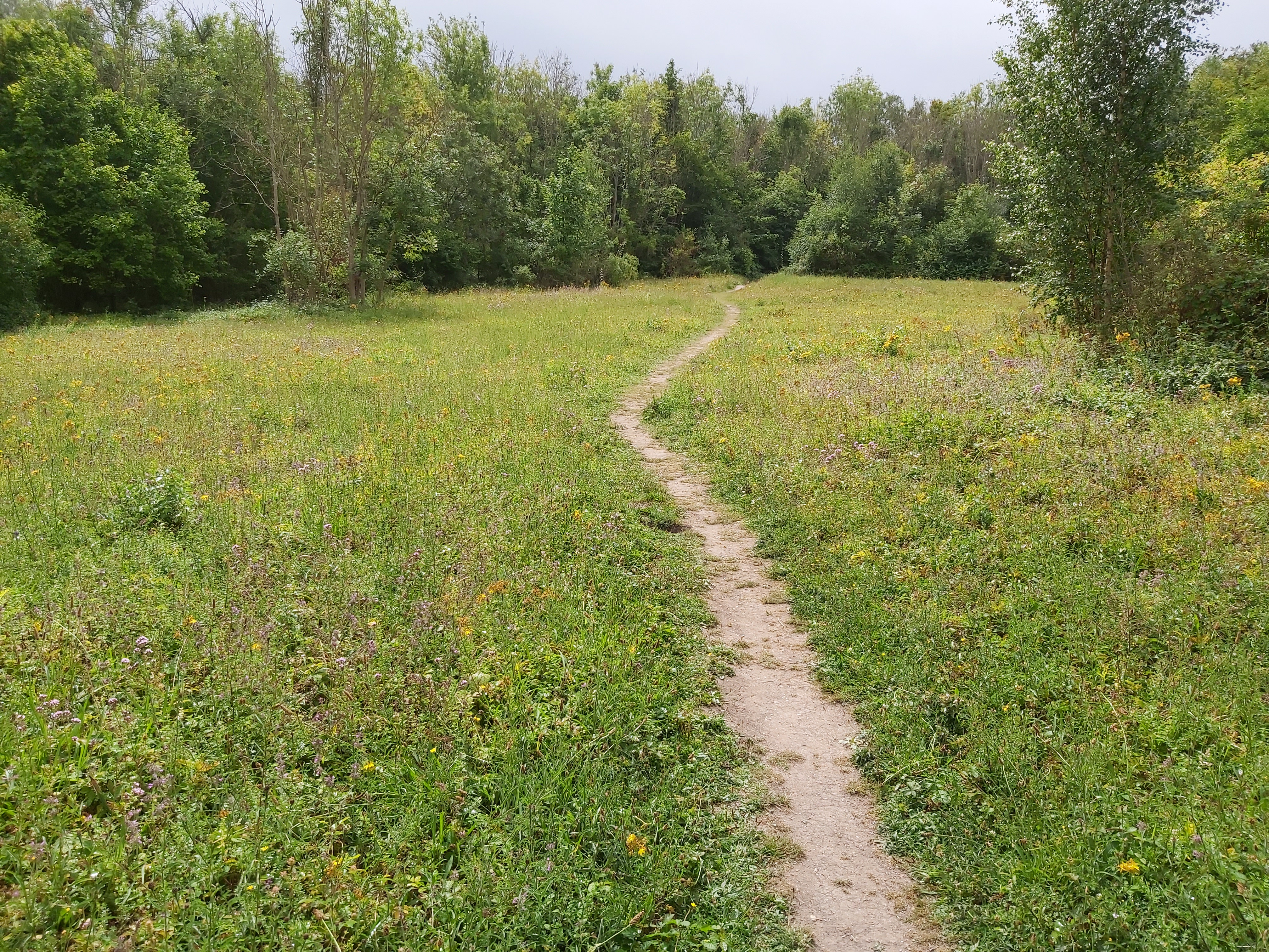 Un chemin traverse une prairie fleurie bordée d’arbres